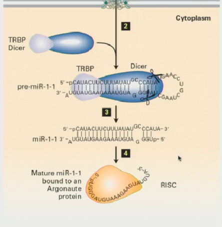 <ul><li><p>Transcribed by RNA polymerase II &amp; capped</p></li><li><p>They first form as a primary-miRNA in the nucleus, then are exported via Exportin5 through the nuclear pore complex to the cytoplasm</p></li><li><p>Once in the cytoplasm, they encounter an RNAse III like enzyme, known as Dicer</p></li><li><p>Dicer chops the pre-miRNA into small miRNA fragments,which are then incorporated into the miRNA-induced silencing complex (miRISC). These miRNAs guide RISC to target mRNAs, leading to their degradation or inhibition of translation. </p></li></ul><p></p>
