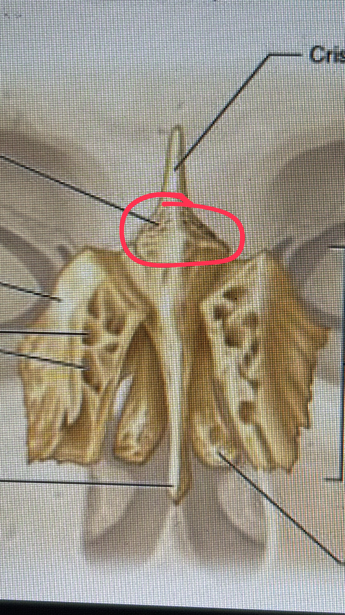 <p>shell part of the nose shell</p>