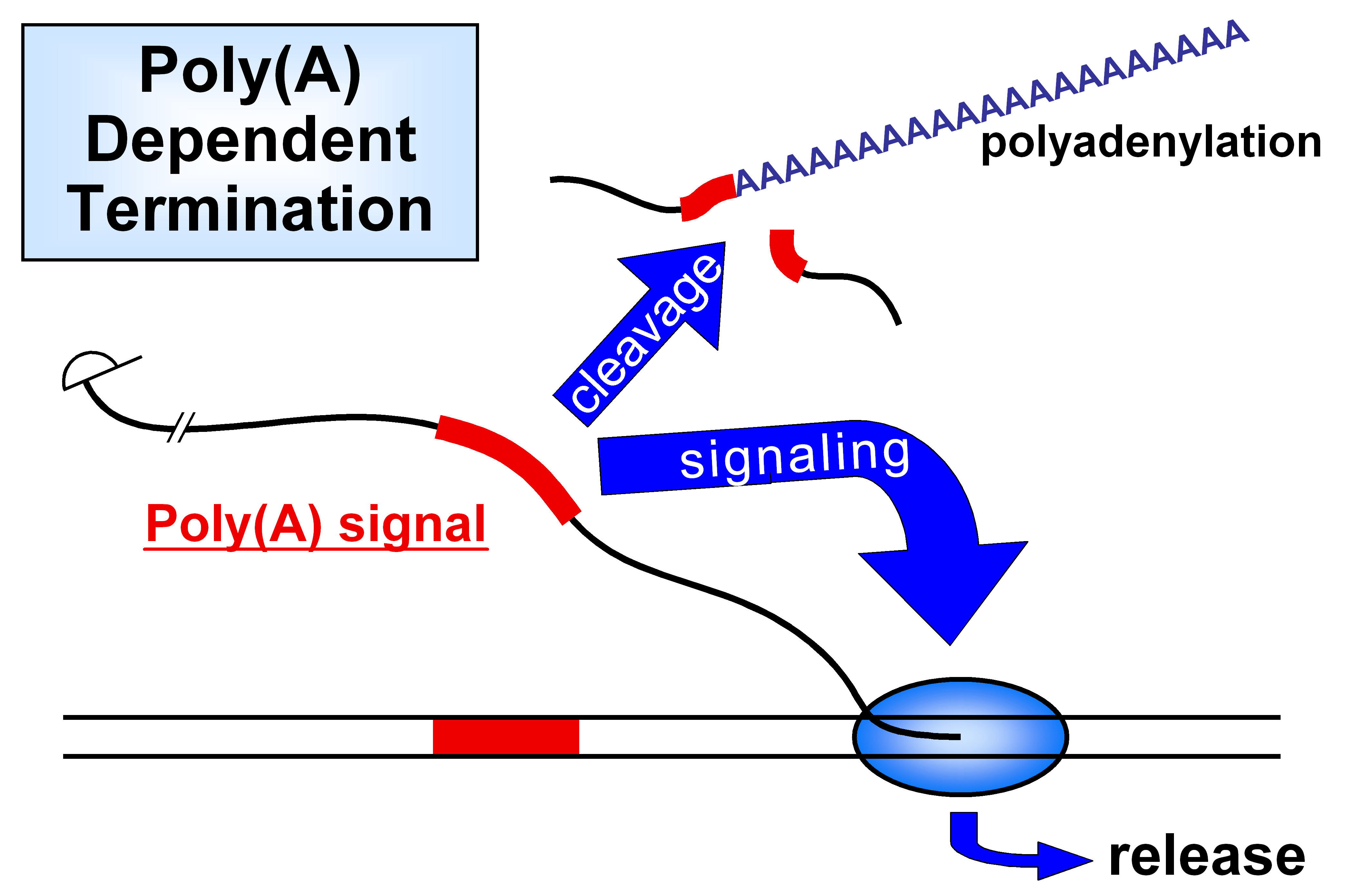 <p><strong>Definition:</strong><br>This process involves <strong>cutting the 3′ end</strong> of the new RNA and adding a long string of <strong>adenines (A’s)</strong> — the <strong>poly-A tail</strong>.</p><p class=""><strong>When It Happens:</strong></p><ul><li><p class=""><strong>Right before transcription ends</strong> — after the RNA is made but before RNAP II stops completely.</p></li></ul><p class=""><strong>Key Proteins Involved:</strong></p><ol><li><p class=""><strong>CstF (Cleavage stimulation factor):</strong></p><ul><li><p class="">Binds to the <strong>poly-A signal</strong> in the RNA</p></li><li><p class=""><strong>Cuts</strong> the RNA to release the 3′ end</p></li></ul></li><li><p class=""><strong>CPSF (Cleavage and polyadenylation specificity factor):</strong></p><ul><li><p class="">Binds the RNA and <strong>recruits PAP</strong></p></li></ul></li><li><p class=""><strong>PAP (Poly-A Polymerase):</strong></p><ul><li><p class=""><strong>Adds the poly-A tail</strong> (~200 A’s) to the cut 3′ end</p></li></ul></li></ol><p class=""><strong>Functions of the Poly-A Tail:</strong></p><ol><li><p class=""><strong>Protects</strong> the RNA from being degraded</p></li><li><p class=""><strong>Helps</strong> other proteins bind — useful for export and translation</p></li></ol><p></p>