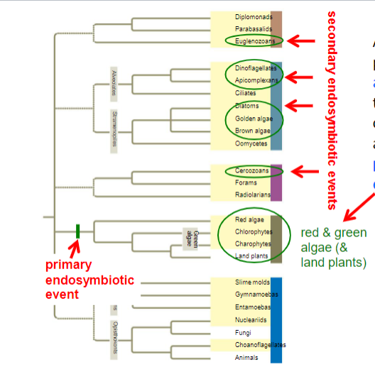 <p> primary endosymbiosis represents the initial establishment of the chloroplast symbiosis between a eukaryotic host and a cyanobacterial endosymbiont, while secondary endosymbiosis involves subsequent endosymbiotic events where eukaryotic hosts engulf other eukaryotic cells containing primary plastids</p>