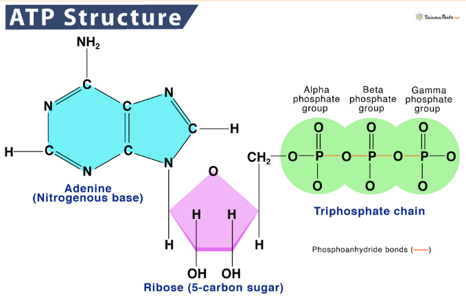 <p>Ribose (a pentose sugar)</p>