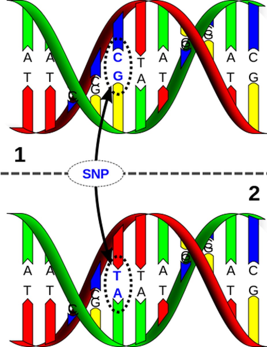 <p>One base-pair variation in the genome sequence</p>