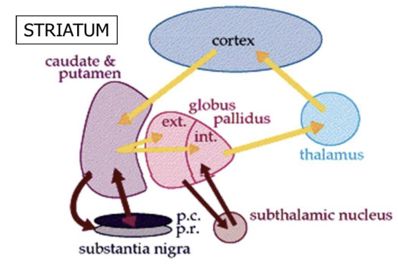 <p>basal ganglia</p>