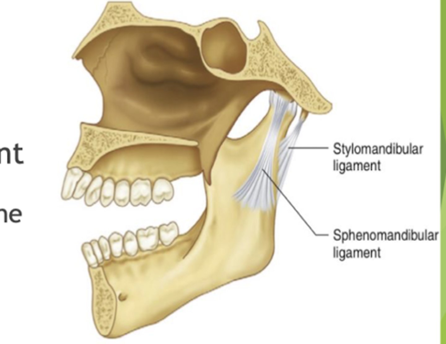 <p>stylomandibular ligament </p>