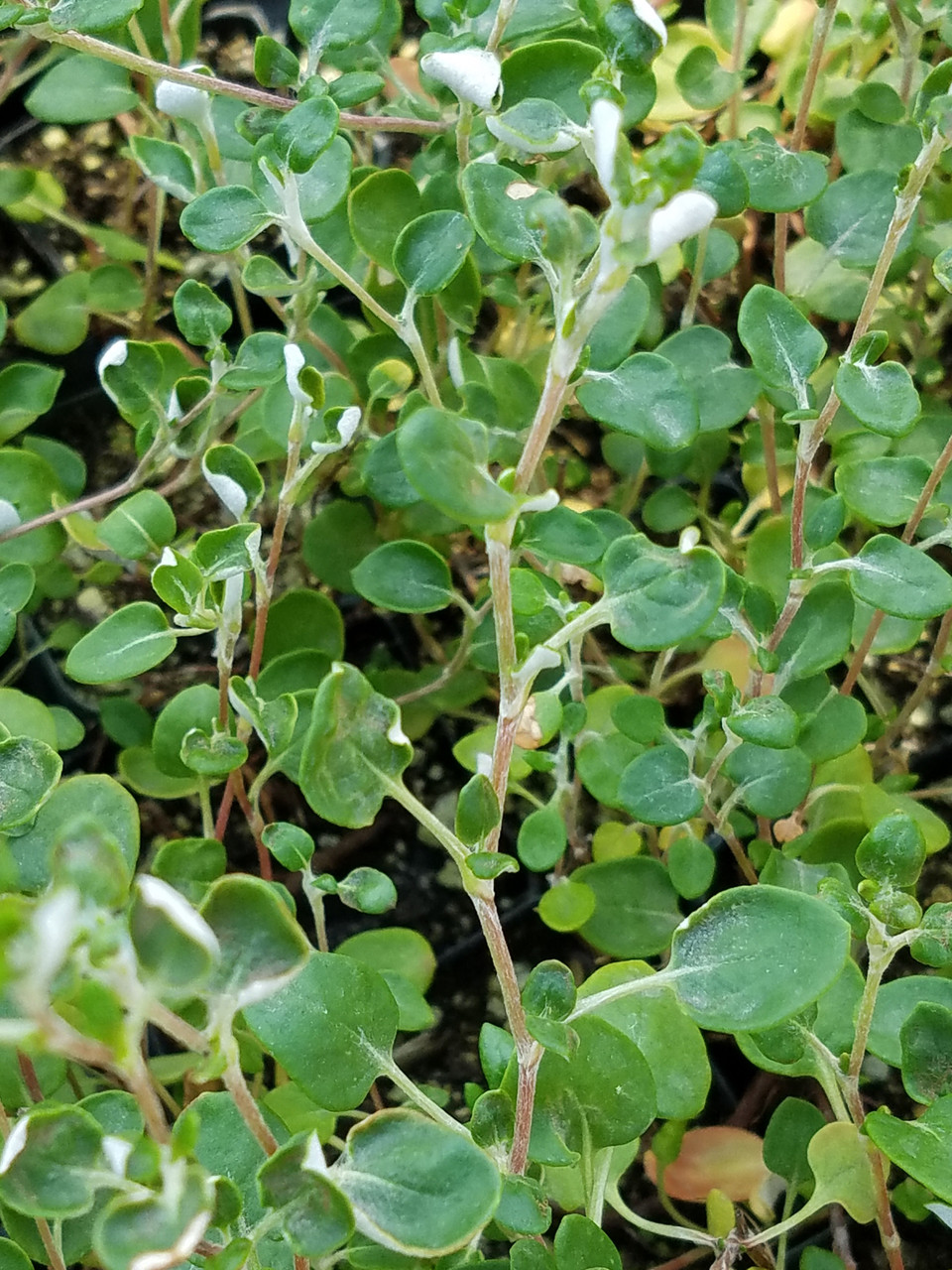 <p>coastal buckwheat</p>