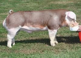 <p>What is this swine breed?</p>
