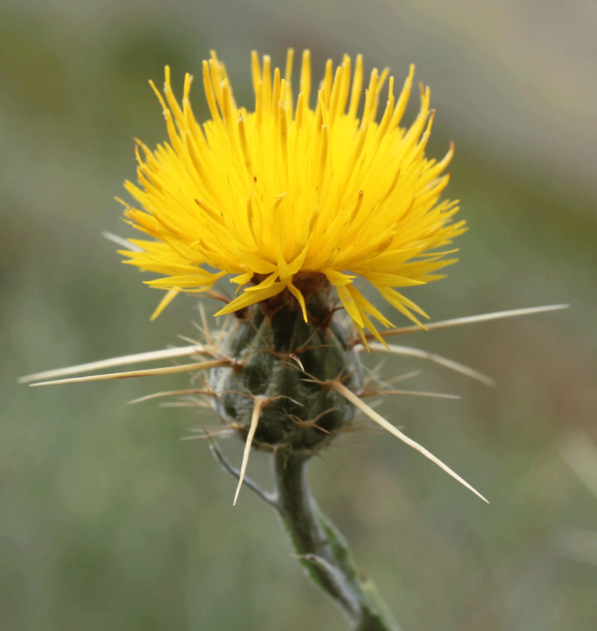 <p>Star Thistle</p>