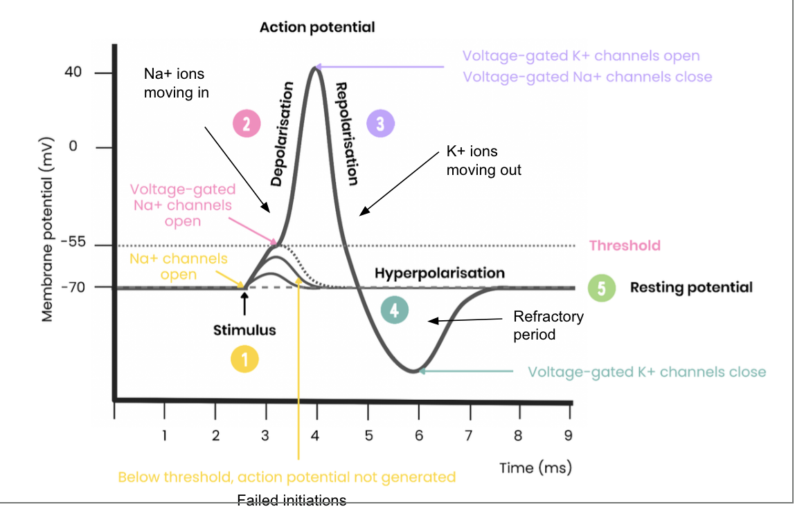 knowt flashcard image