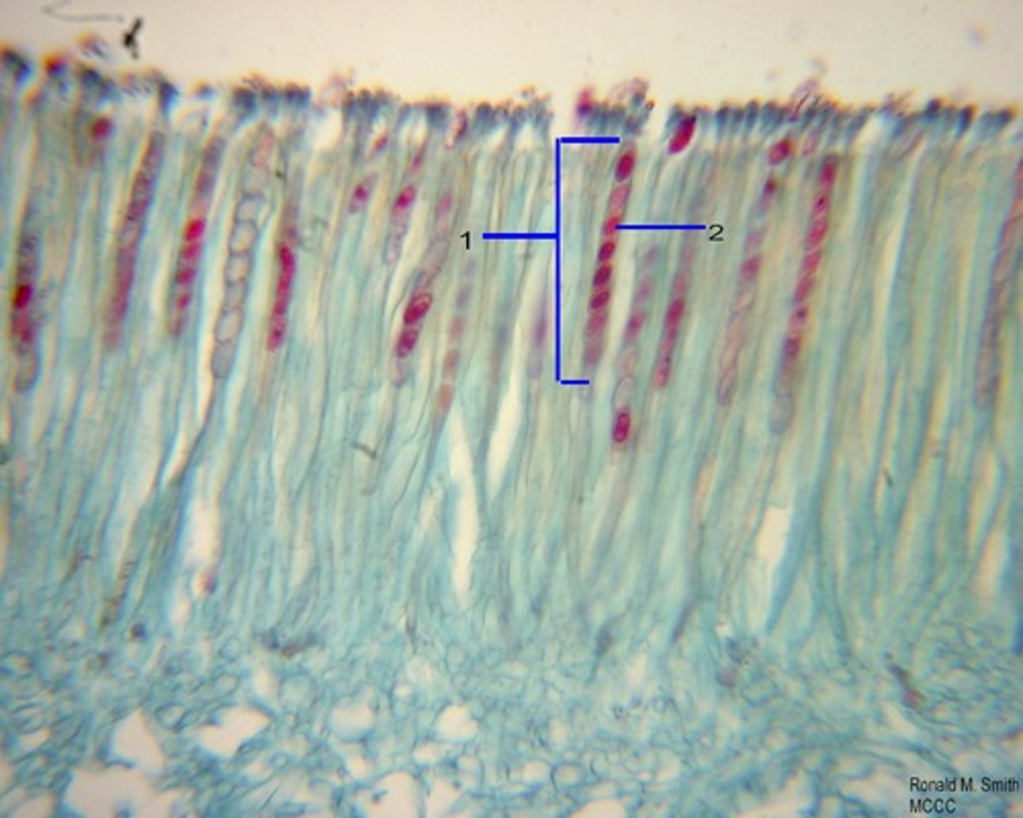 <p>sexual spores</p>