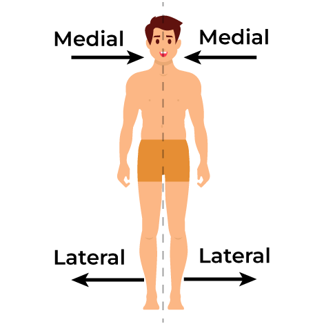 <p><span>Away from midline of body</span></p>