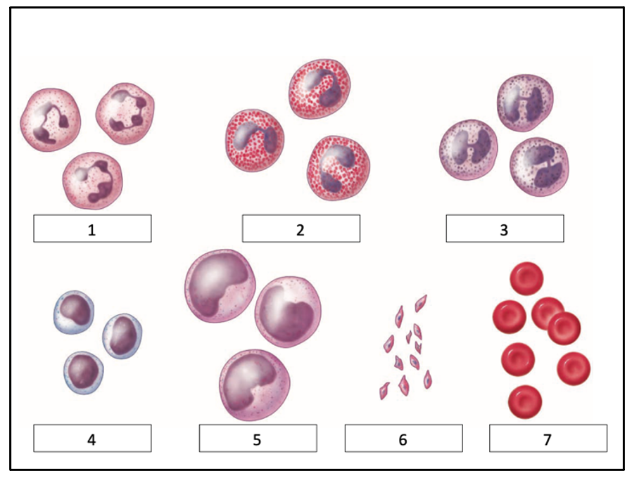 Label the following diagram: (Word bank - eosinophils, neutrophils, monocytes, erythrocytes, basophils, platelets, lymphocytes)
