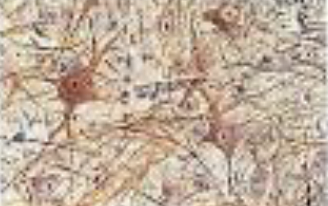 <p>Identifica el tejido</p>