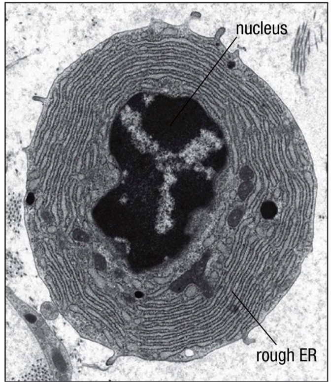 <p>the terminally differentiated B cell; contains a large cytoplasm packed with rough ER, where antibodies are made</p>