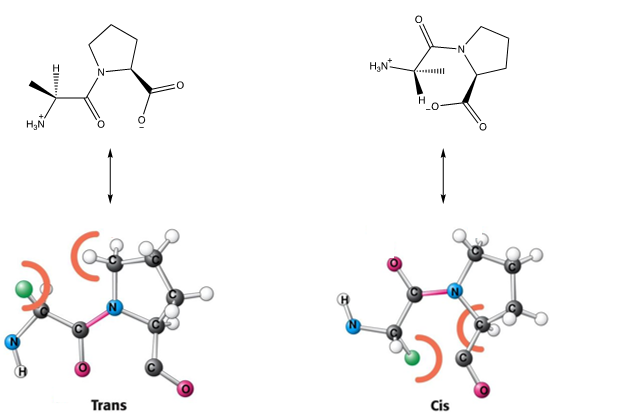 <p>Proline as both trans and cis isomers have steric clashes so you can observe both conformations in proteins regularly&nbsp;</p>