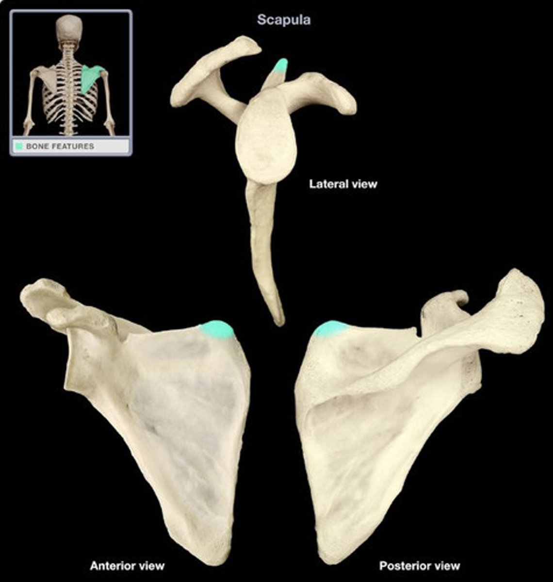 <p>The superior angle of the scapula or medial angle, is covered by the trapezius muscle. This angle is formed by the junction of the superior and medial borders of the scapula. ... The inferior angle is formed by the union of the medial and lateral borders of the scapula.</p>