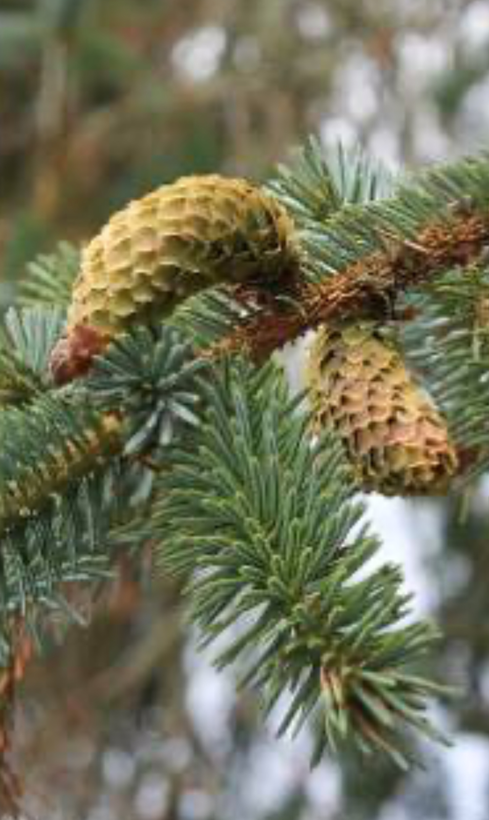 <p>Sitka spruce</p>
