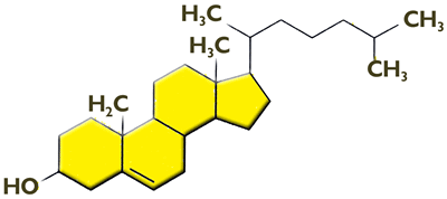 <p>A lipid made of four fused rings and one fatty acid chain</p>