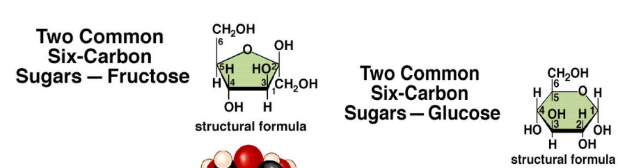 <p>Glucose, Fructose, Galactose </p>