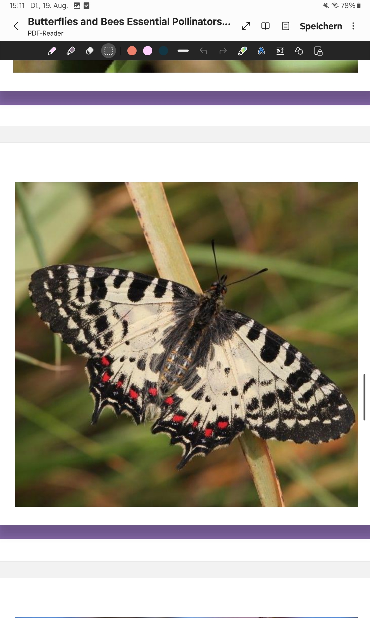 <p>Eastern Festoon</p>