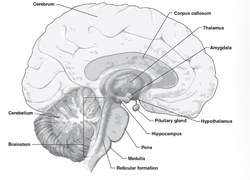 <p>brain</p>