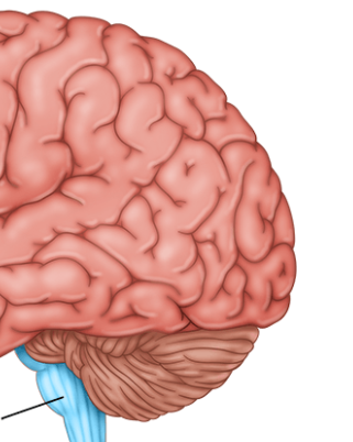 <p>responsible for many body functions we have no conscious control over</p>