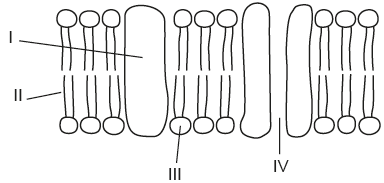<p>The diagram shows the fluid mosaic model of cell membranes. Which labelled regions are hydrophilic?</p>