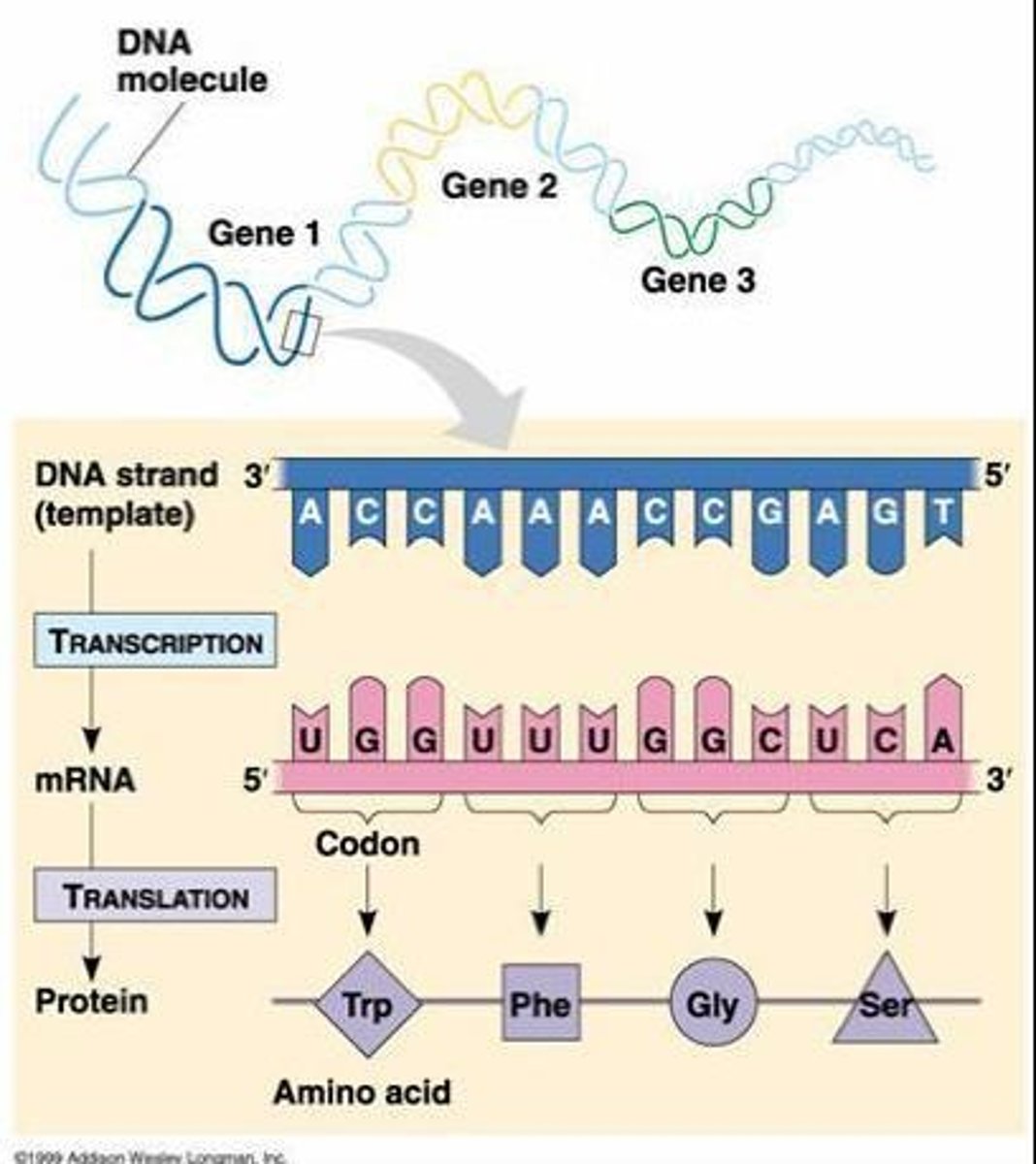 <p>The process that uses DNA as a template to make mRNA.</p>