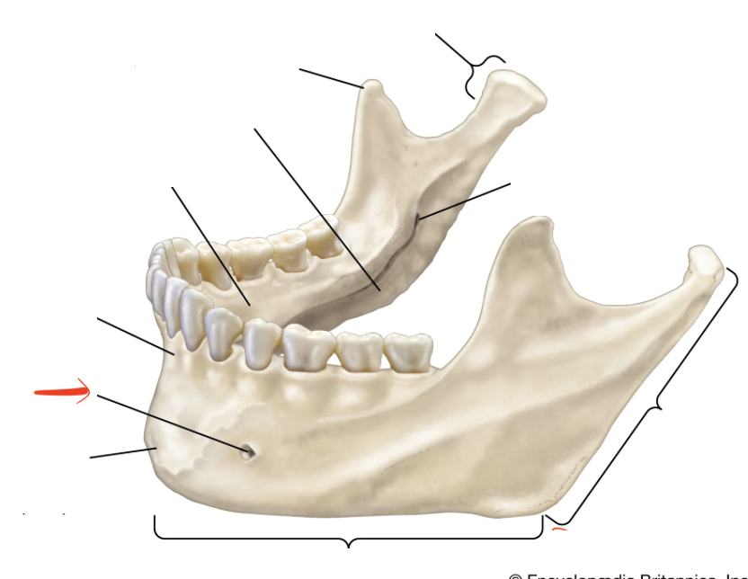 <p>holes that penetrate each side of chin</p>