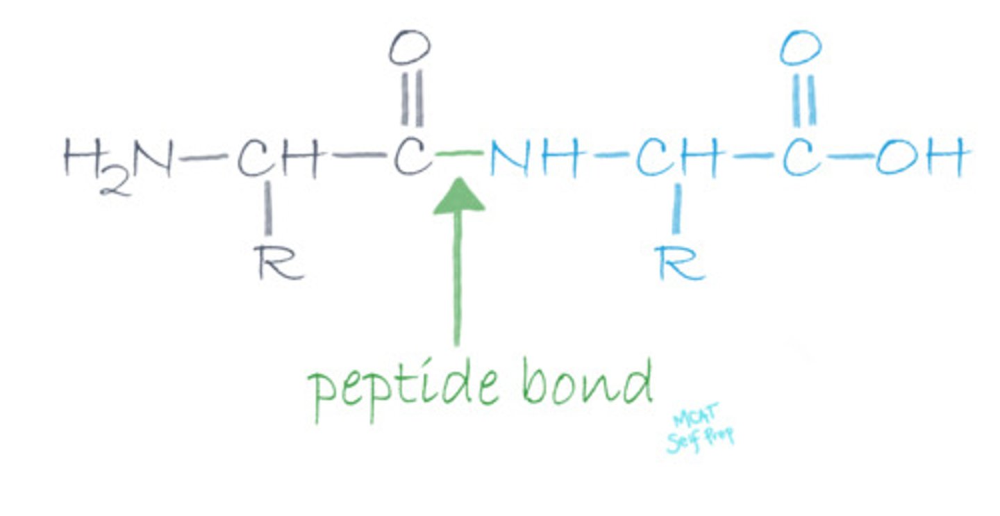 <p>(B) Amino Acids</p><p>Amino acids are linked together through bonds known as peptide bonds.</p>