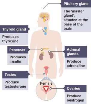 <ul><li><p>the pituitary gland is located in the brain and is the ‘master gland’ of the body; it secretes several hormones into the blood in response to body conditions. these hormones in turn, act on other glands, to stimulate other hormones to be released, and their consequent effects</p><p></p></li></ul>