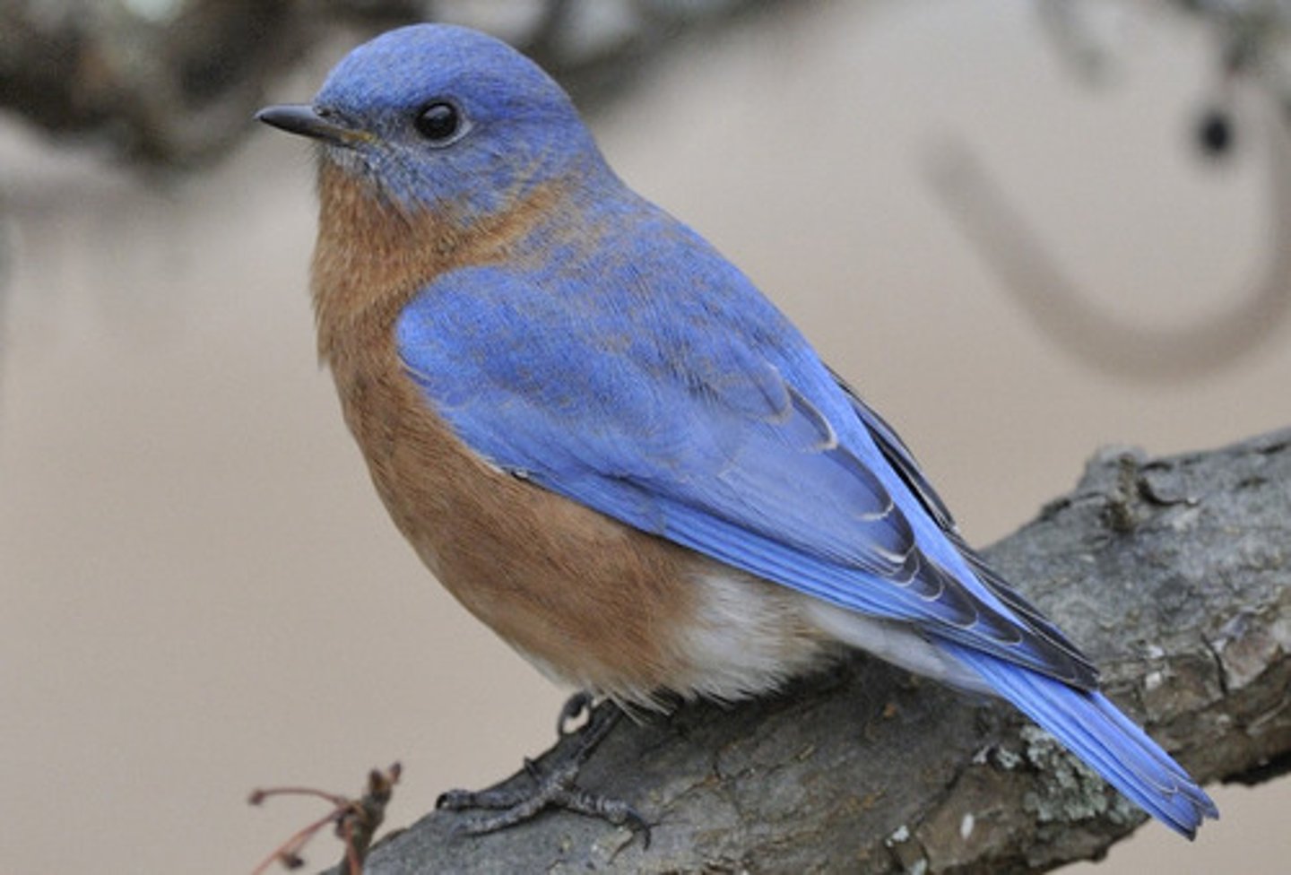 <p>Passeriformes Turdidae</p>