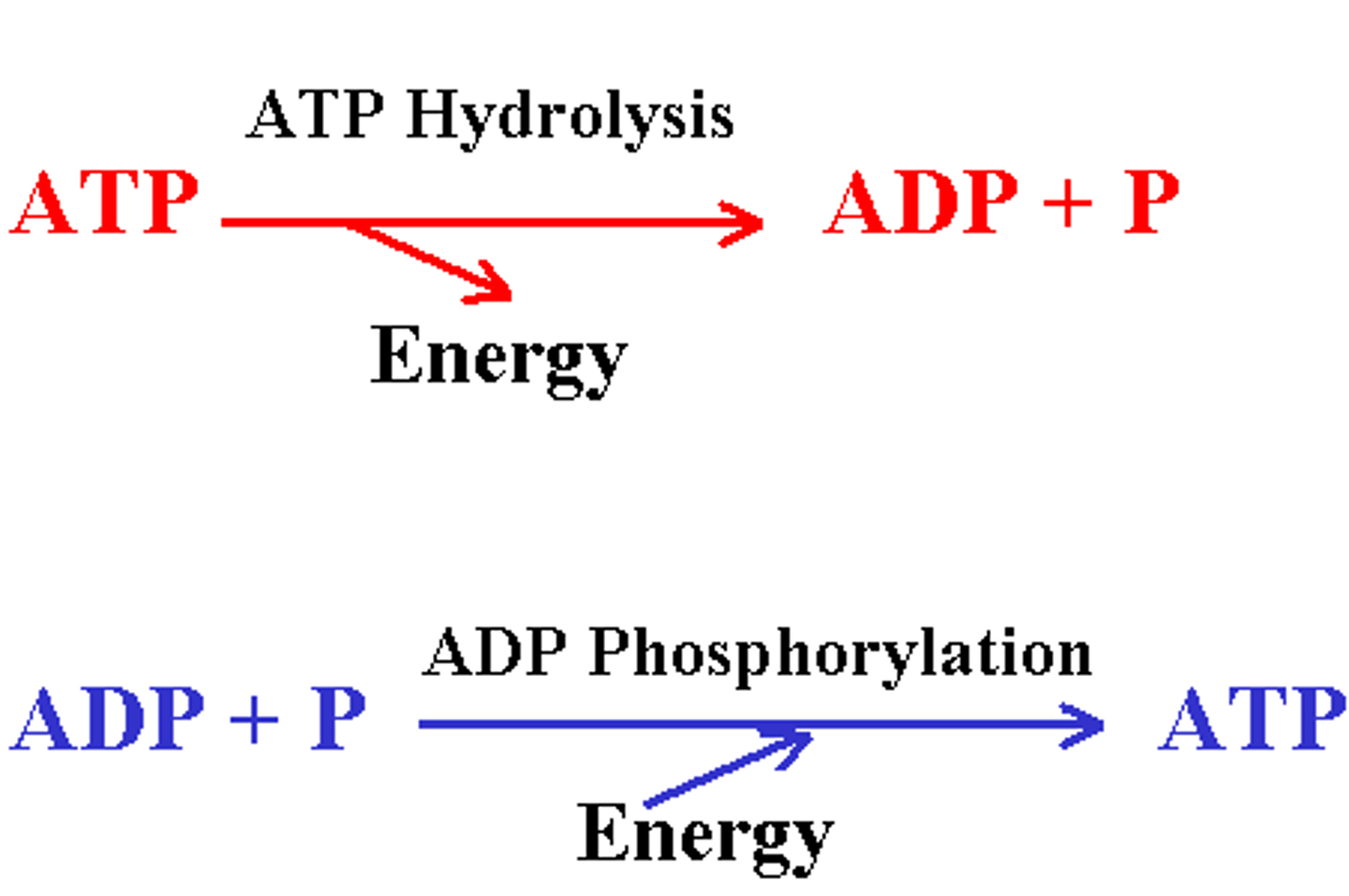 <p>(C) When a phosphate group is added to ADP</p><p>Energy is stored when a third phosphate group is added to transform ADP into ATP.</p><p>Struggling to memorize the metabolic pathways (such as glycolysis and beta-oxidation)? Learn them like the back of your hand using Andrew's Metabolic Pathways Mastery Course @ https://mcatselfprep.com/course/andrews-metabolic-pathways-mastery-course/</p>
