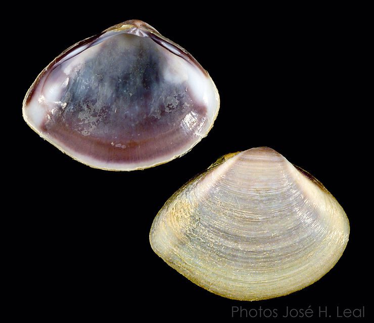 <p>Marsh Clam</p>