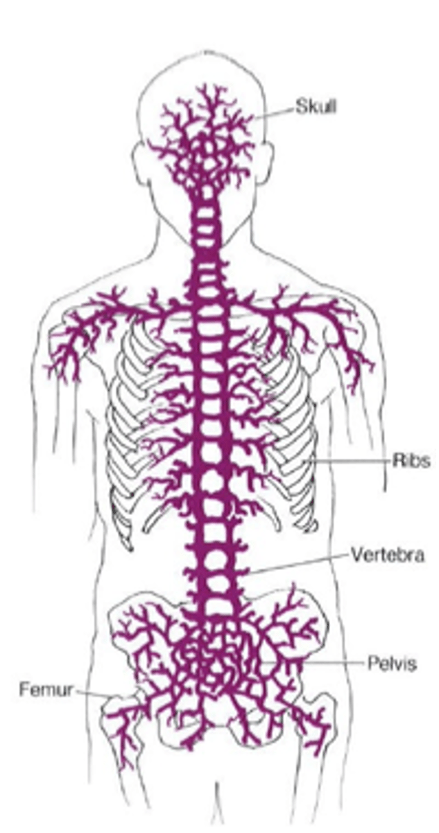 <p>Prostate cancer can metastasize to the lumbar spine via ____</p>