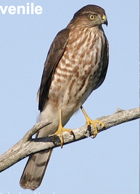 <p>Forests, Feeds almost entirely on small birds</p>