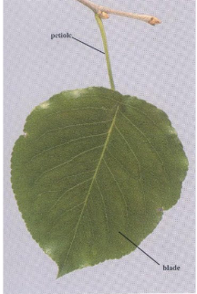 <p>Leaf type?</p>