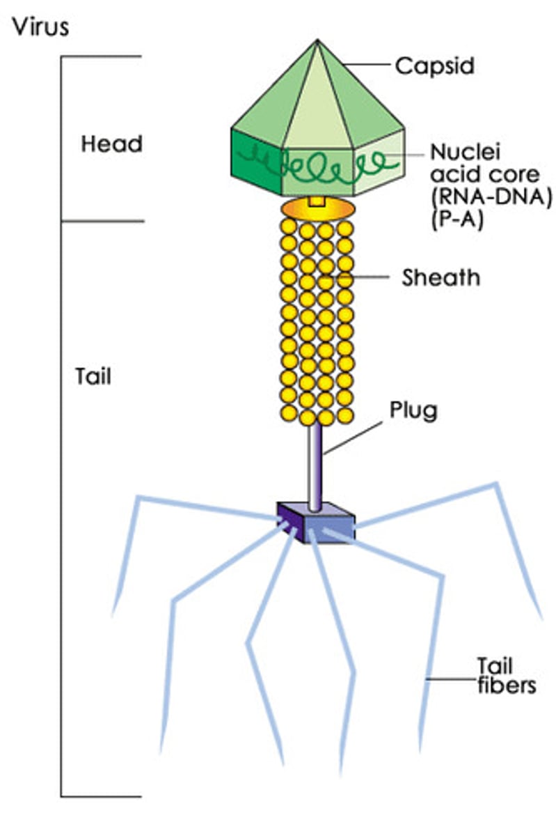 <p>A non-living thing that can cause disease in humans (made of nucleic acid and protein coat; but does NOT exhibit characteristics of living things)<br>Ex: chicken pox</p>