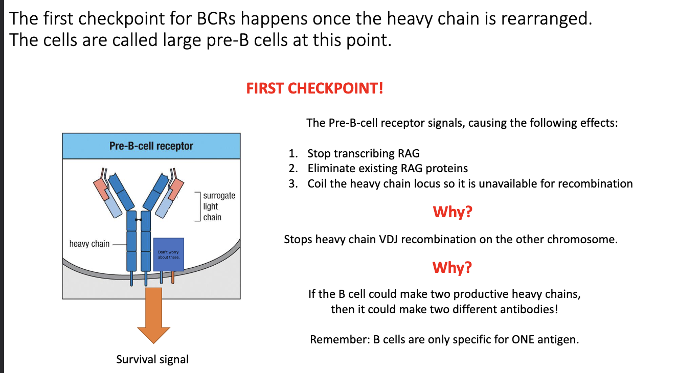 <ul><li><p>Pre-BCR signaling triggers three events:</p><ol><li><p><strong>Stops RAG transcription</strong>.</p></li><li><p><strong>Destroys existing RAG proteins</strong>.</p></li><li><p><strong>Tightly coils the heavy-chain locus</strong> to prevent further rearrangement.</p></li></ol></li><li><p>Prevents recombination of the second heavy-chain allele.</p></li><li><p>Guards against producing <strong>two different heavy chains</strong>, which would give <strong>multiple specificities</strong>.</p></li></ul><p></p>
