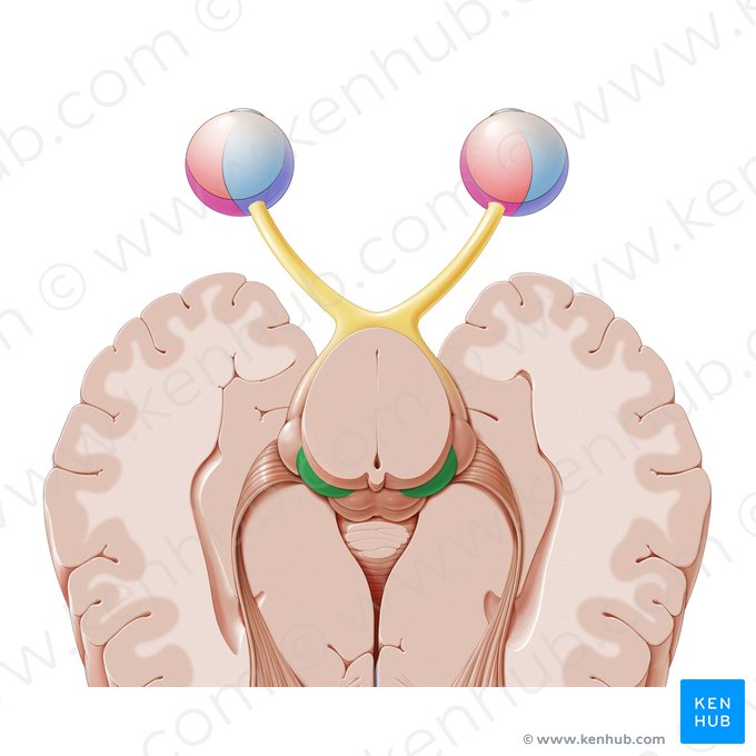 <p>Mediale geniculate nucleus</p>