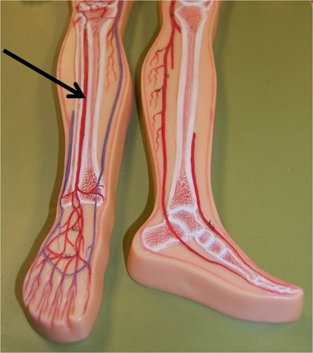 <p>A branch of the popliteal artery that supplies the anterior compartment of the leg. It becomes the dorsalis pedis artery on the dorsum of the ankle and contributes blood to the dorsal arch.</p>