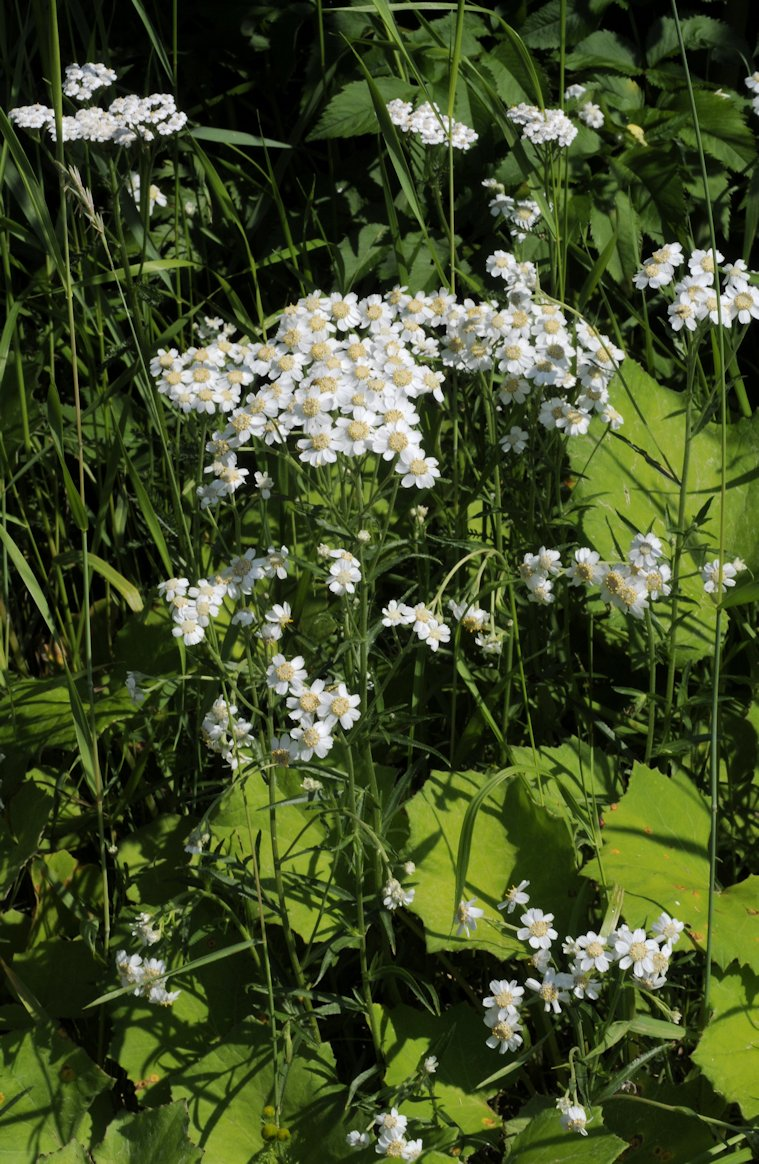 <p>Ojakärsämö</p>