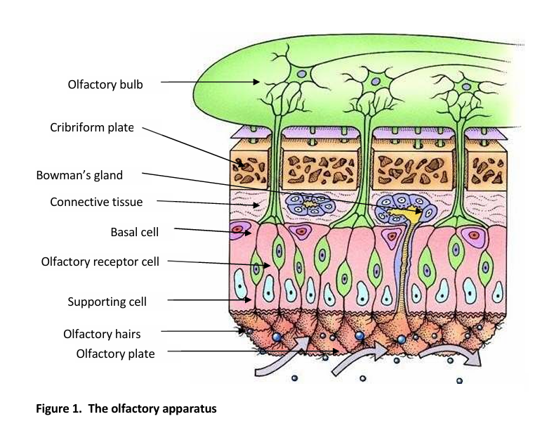 knowt flashcard image