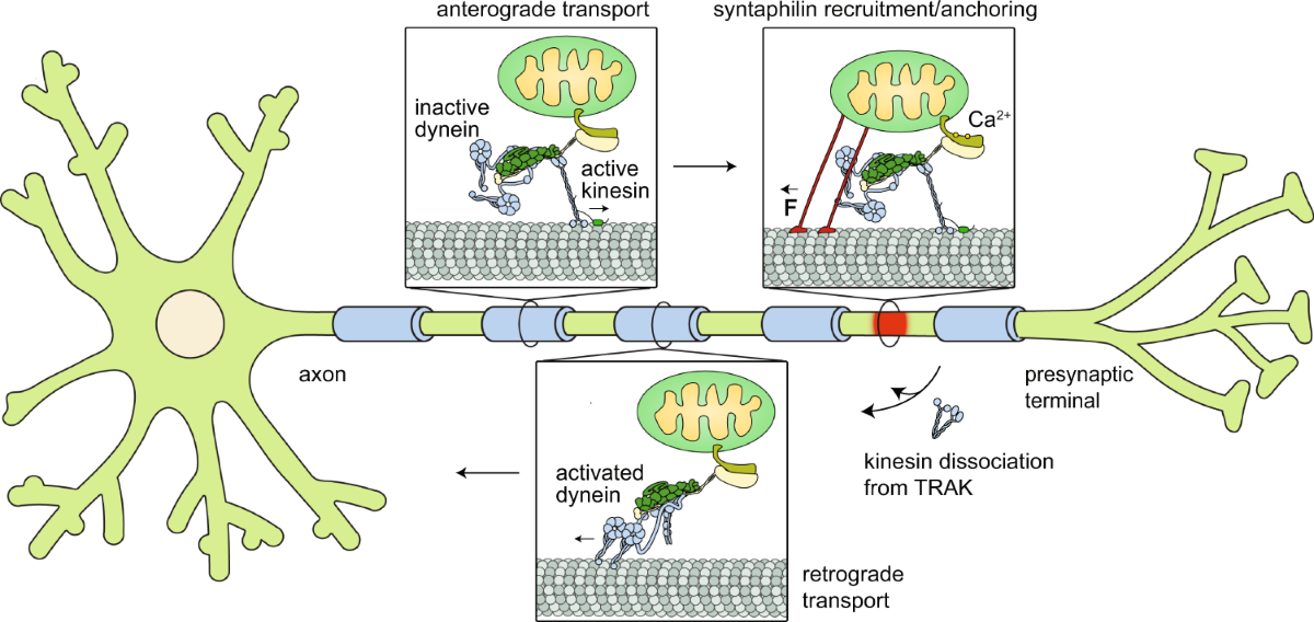 <p>mitochondria, kinesin, and dynein </p>