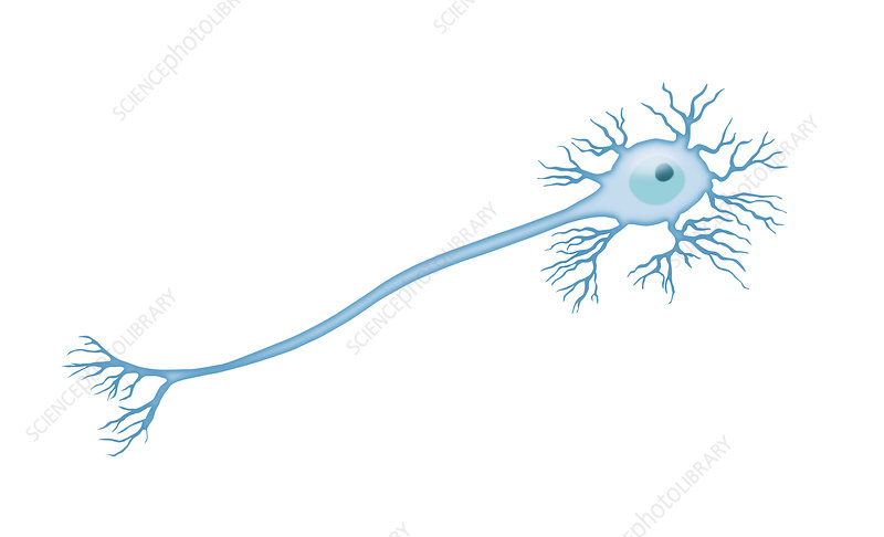 <p>interneurons - between each other in the brain</p>
<ul>
<li>to effectors</li>
<li>stuck in CNS</li>
</ul>