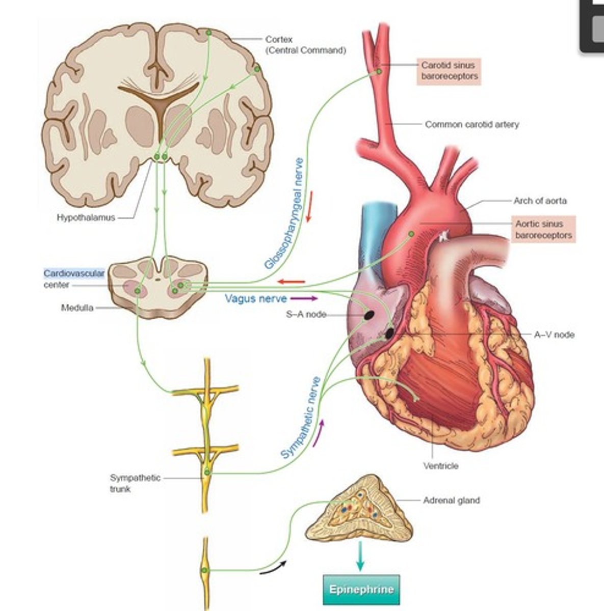 <p>Brain region regulating heart and blood vessel activity.</p>