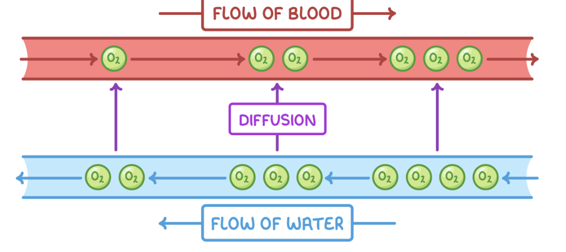 <ol><li><p><strong>Blood and water flow over the lamellae in opposite directions.</strong></p></li><li><p><strong>This means that oxygen-rich blood meets water that is at its most oxygen rich when it first moves across the gills, maximising diffusion of oxygen into the blood.</strong></p></li><li><p><strong>Oxygen-poor blood returning from body tissues meets oxygen-reduced water that has had most of its oxygen removed, still allowing diffusion of oxygen into the blood.</strong></p></li><li><p><strong>This maintains a steep concentration gradient across the entire gill.</strong></p></li></ol><p></p>