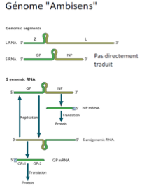 <ul><li><p>Formation d’un brin ARN anti-génomique</p></li><li><p>Ce brin permet la transcription des gènes à orientation positive (GP et Z)</p></li></ul><p></p>