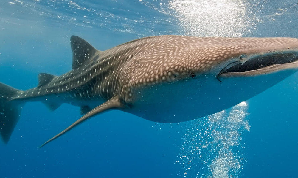 Carpet and whale sharks