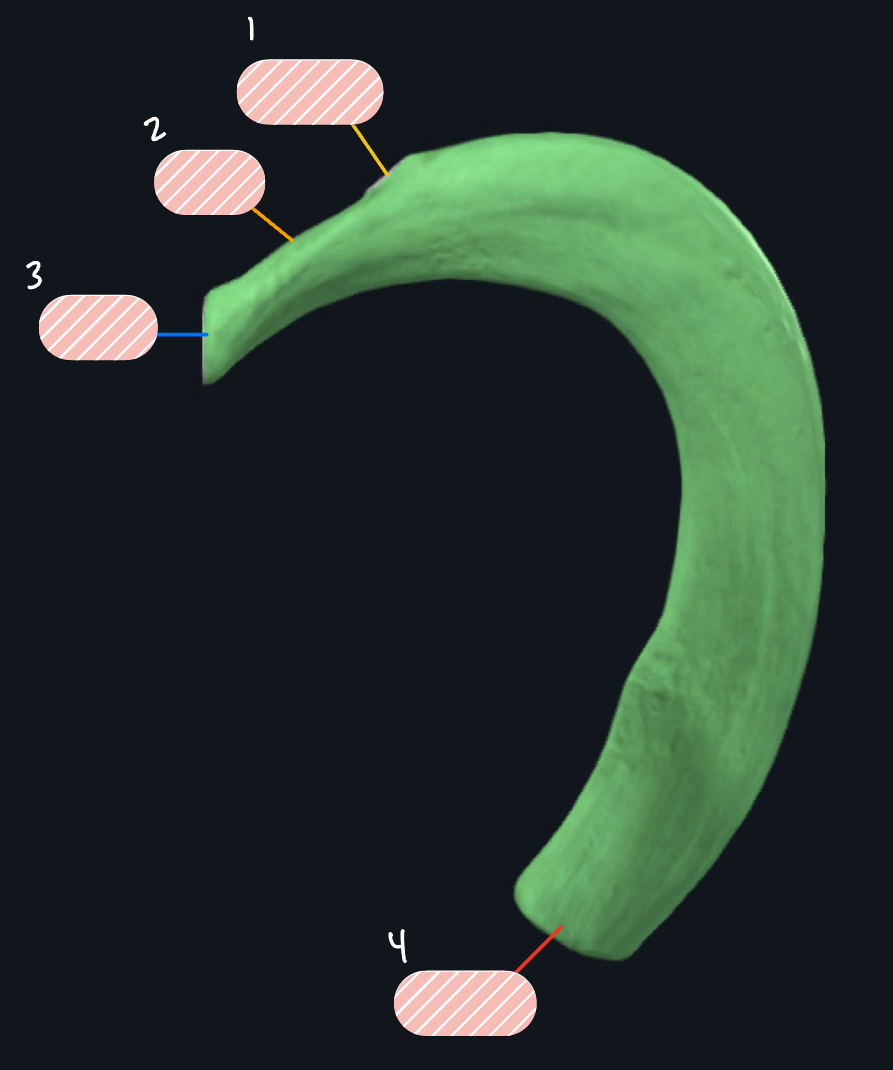 <p>What rib is this?</p>