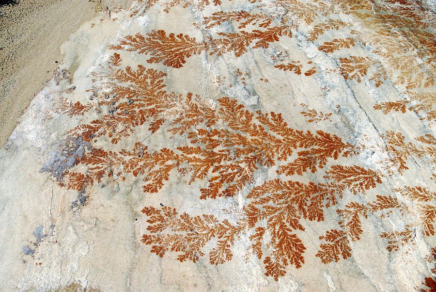 <p>Dendritic habit</p>